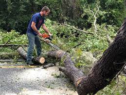 Best Storm Damage Tree Cleanup  in Livingston, CA